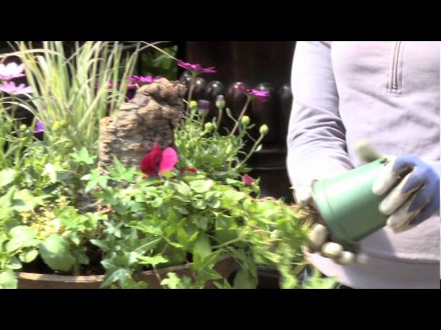 Container Planting