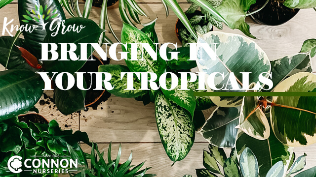 Bringing in Your Tropicals