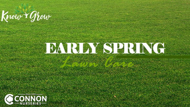 Early Spring Lawn Care