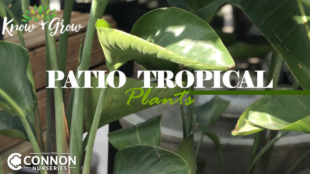 Patio Tropical Plants