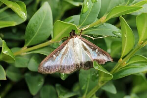The Box Tree Moth in Southern Ontario: A Growing Threat to Ornamental ...