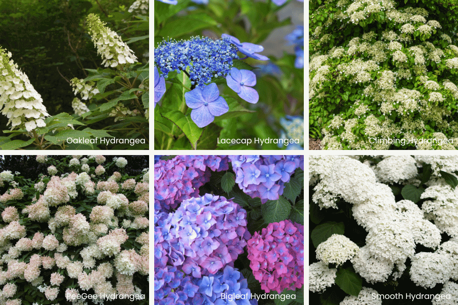 Hydrangea types Oakleaf Hydrangea Lacecap Hydrangea Climbing Hydrangea PeeGee Hydrangea Bigleaf Hydrangea Smooth Hydrangea