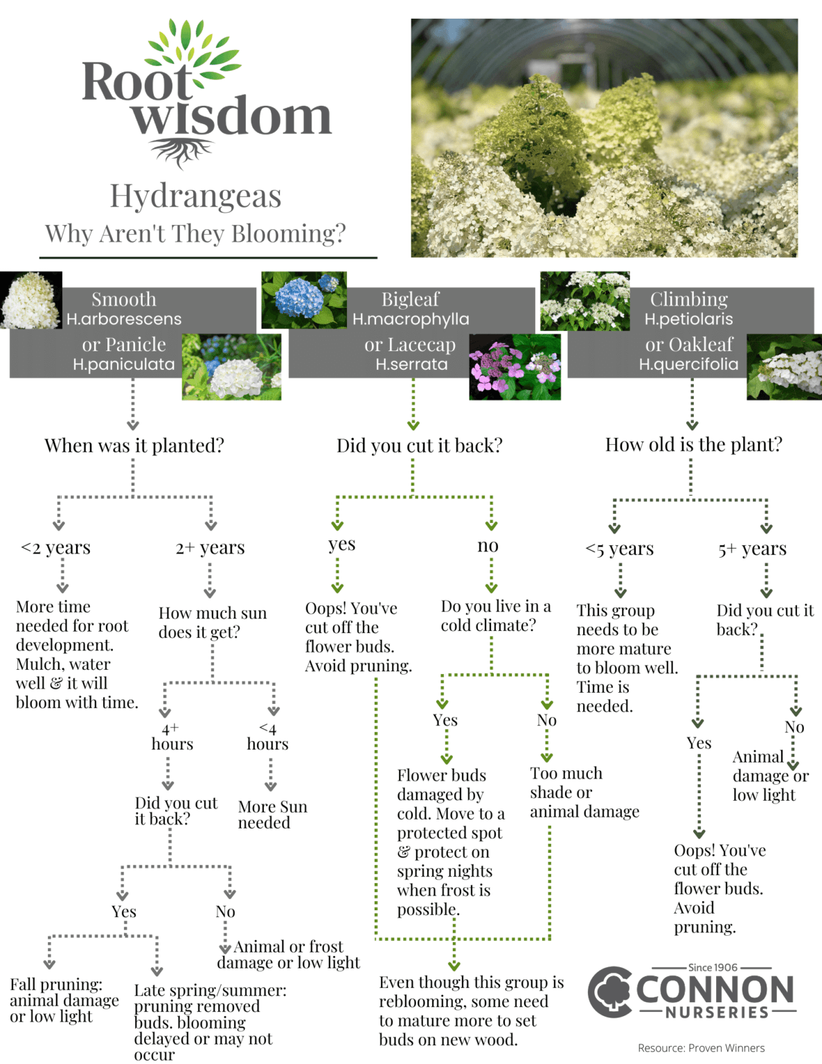 Blooming Beautiful Hydrangeas Connon