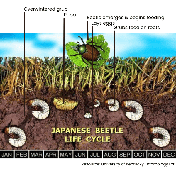 Life cycle of Japanese beetle