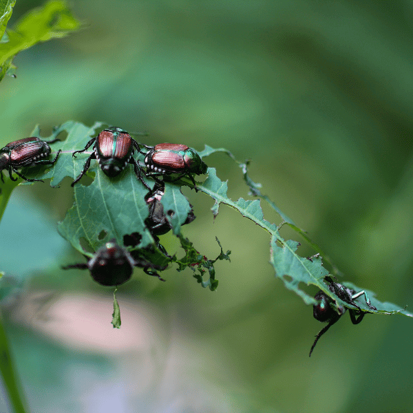 Japanese beetles feeding on ornamental shrub leaf