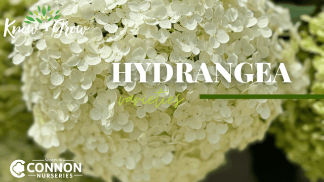Hydrangeas at Connon Nurseries